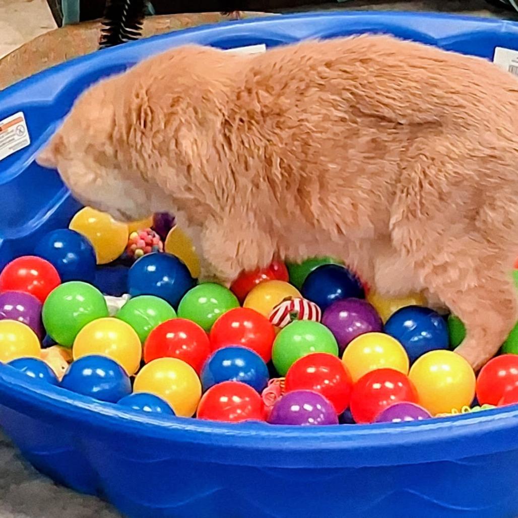 Enlarge Tut, a Adoptable Domestic Short Hair in Saratoga Springs, NY image 2/5