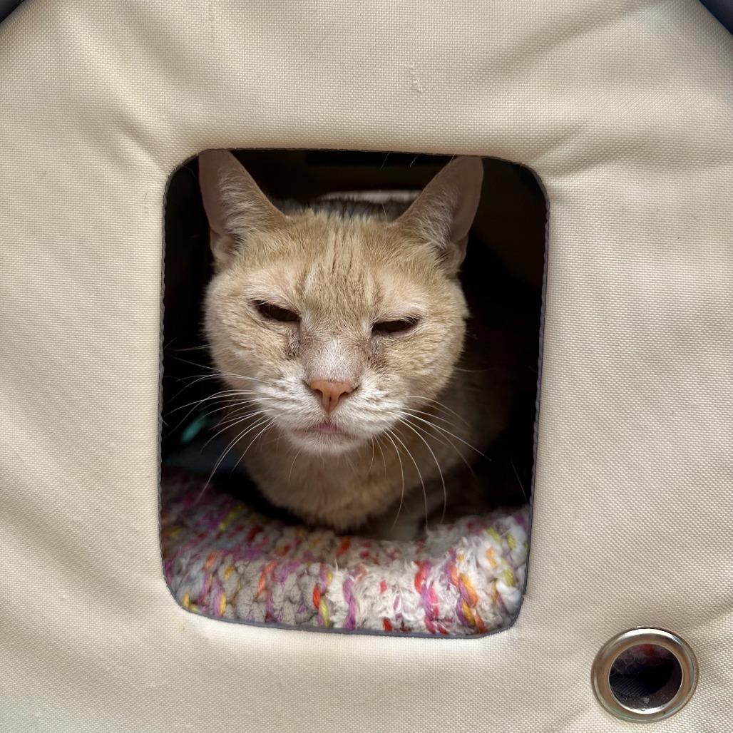 Enlarge Tut, a Adoptable Domestic Short Hair in Saratoga Springs, NY image 3/5