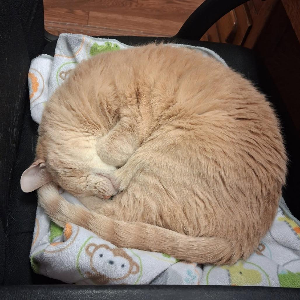 Enlarge Tut, a Adoptable Domestic Short Hair in Saratoga Springs, NY image 5/5