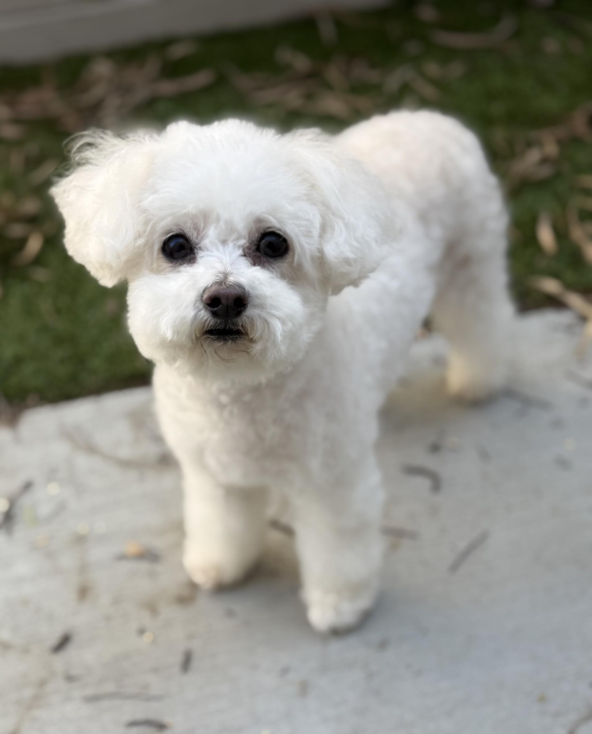 Enlarge Jojo 3, an adopted Poodle (Toy) in Los Alamitos, CA image 4/6