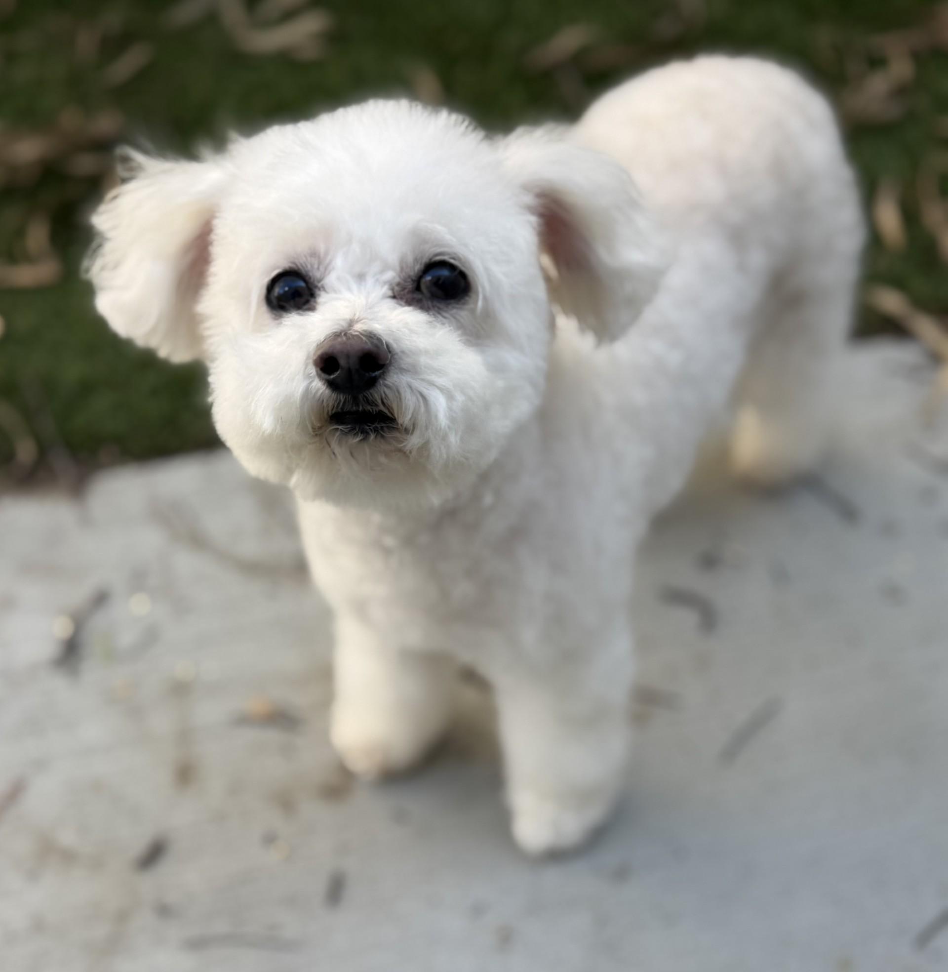 Enlarge Jojo 3, an adopted Poodle (Toy) in Los Alamitos, CA image 2/6