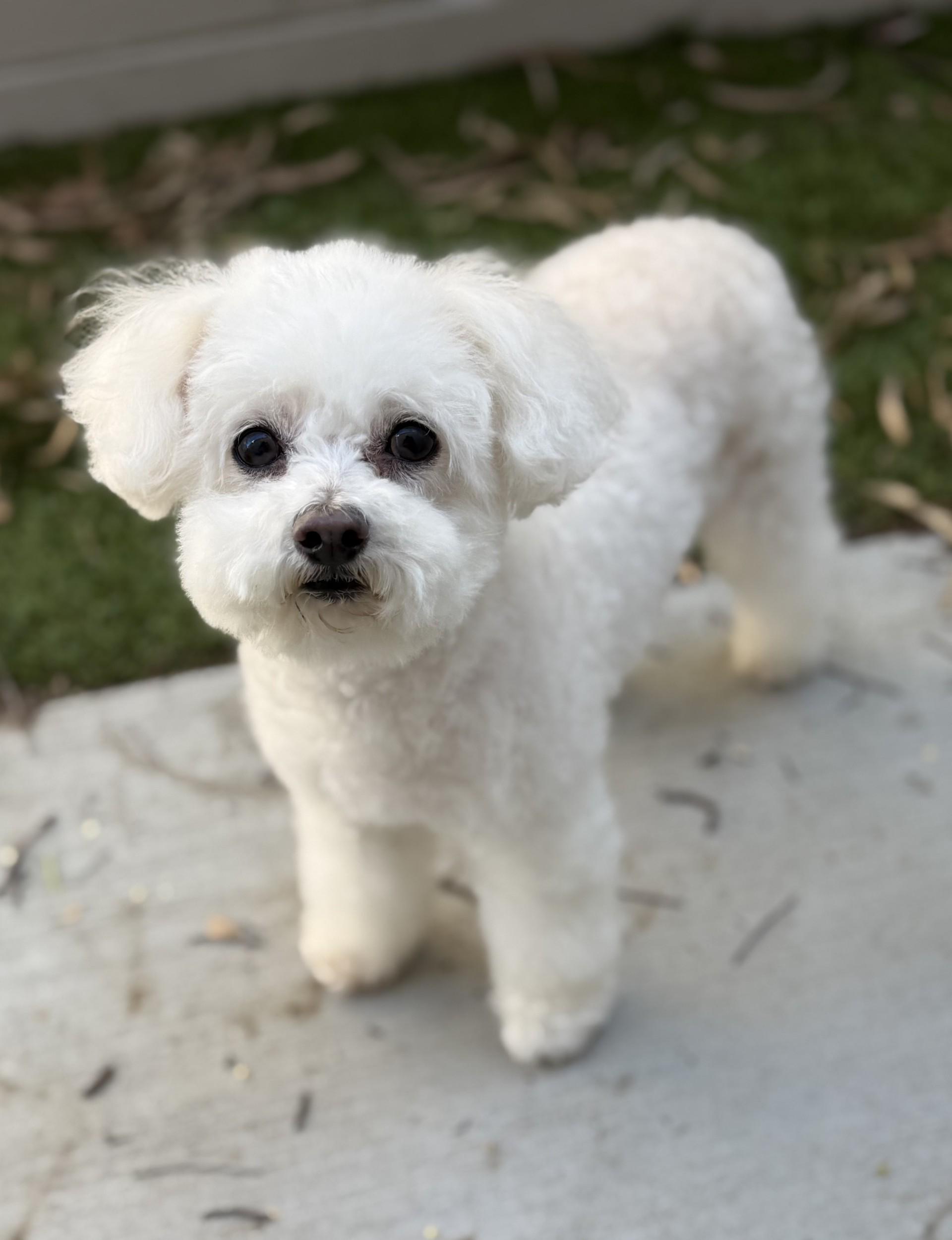 Enlarge Jojo 3, an adopted Poodle (Toy) in Los Alamitos, CA image 1/6