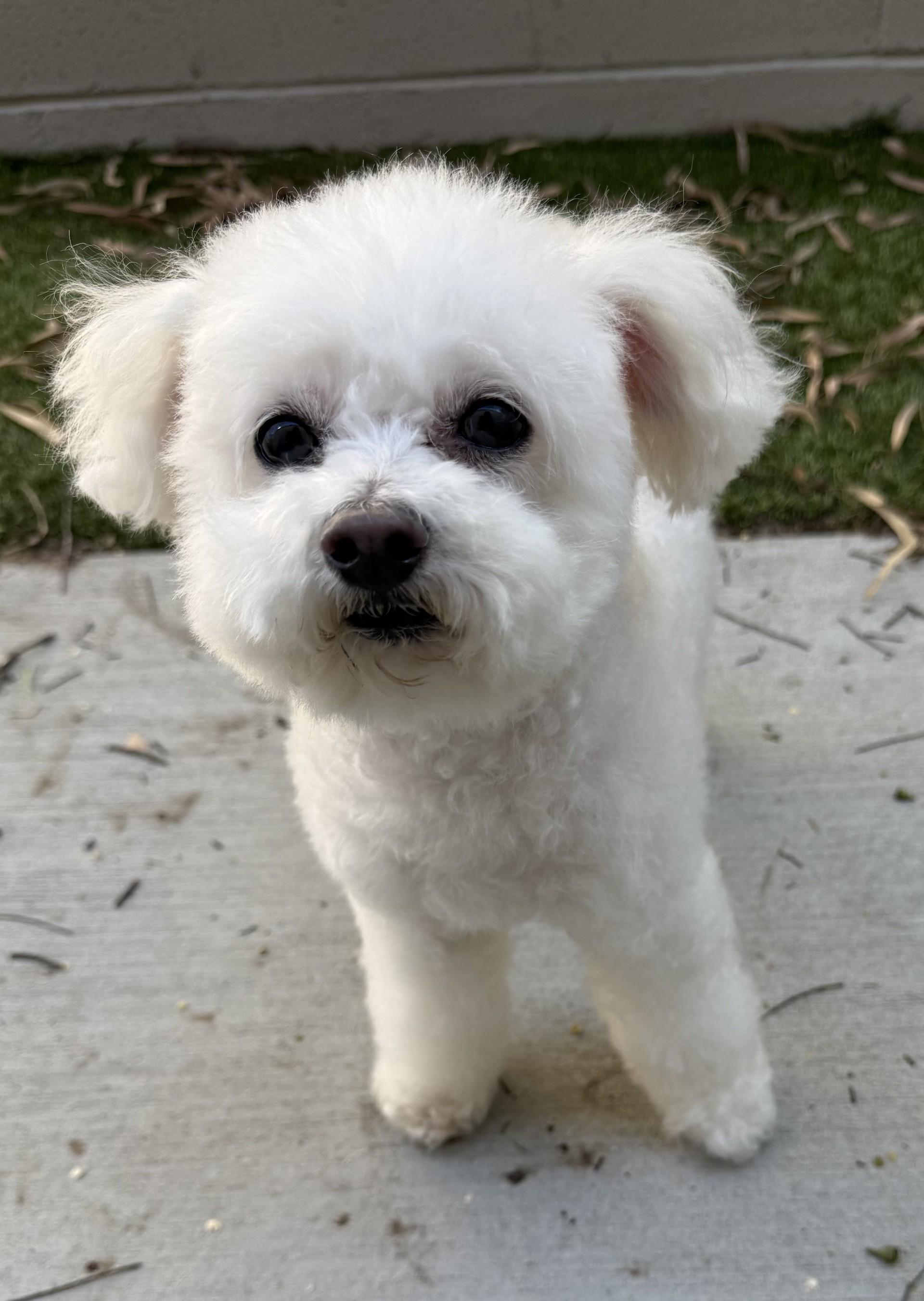 Enlarge Jojo 3, an adopted Poodle (Toy) in Los Alamitos, CA image 5/6