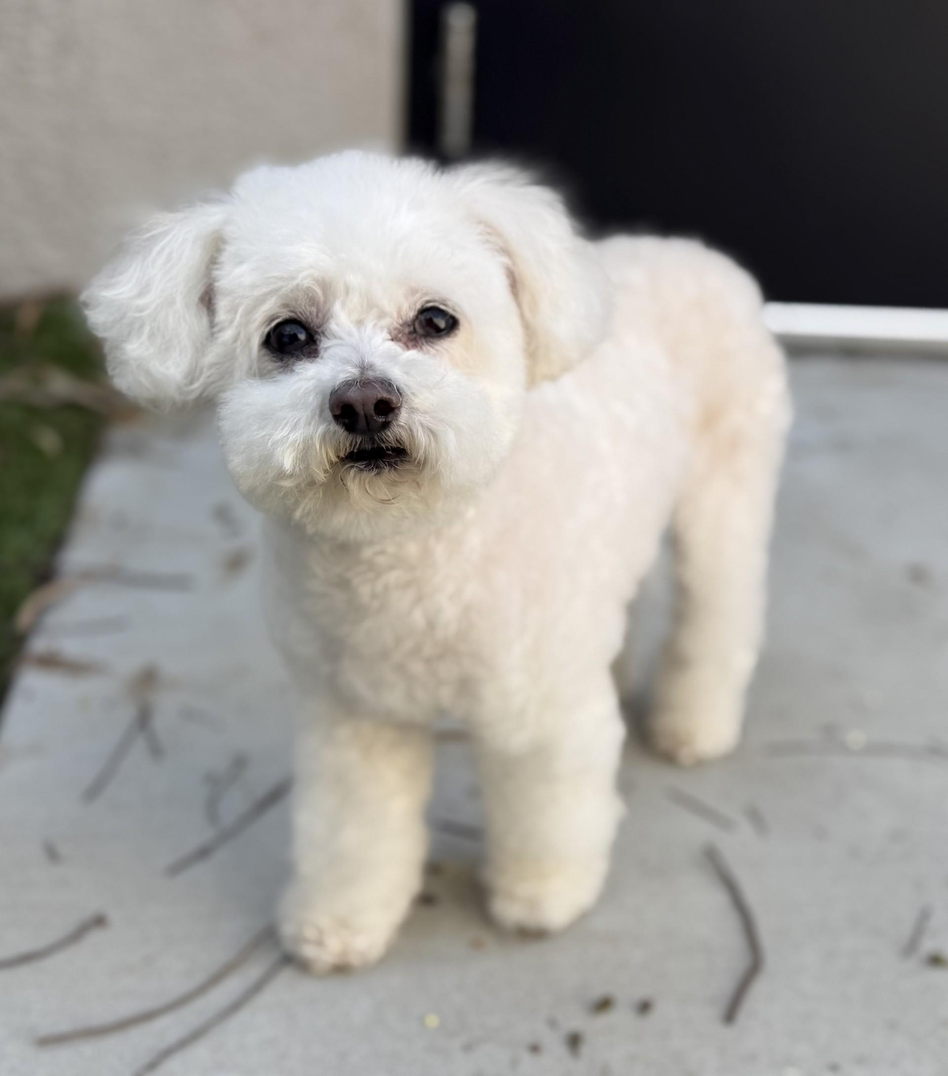 Enlarge Jojo 3, an adopted Poodle (Toy) in Los Alamitos, CA image 6/6