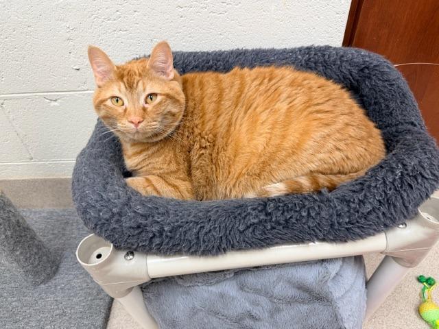 Garfield, Adoptable, Adult Male Domestic Short Hair.
