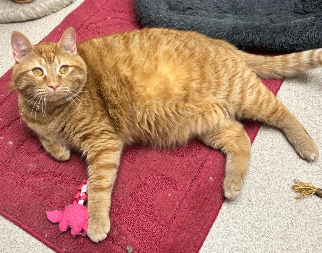 Garfield, Adoptable, Adult Male Domestic Short Hair.