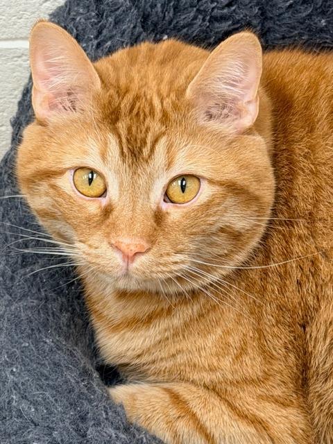 Enlarge Garfield, a Adoptable mixed breed in Madison, GA image 3/3
