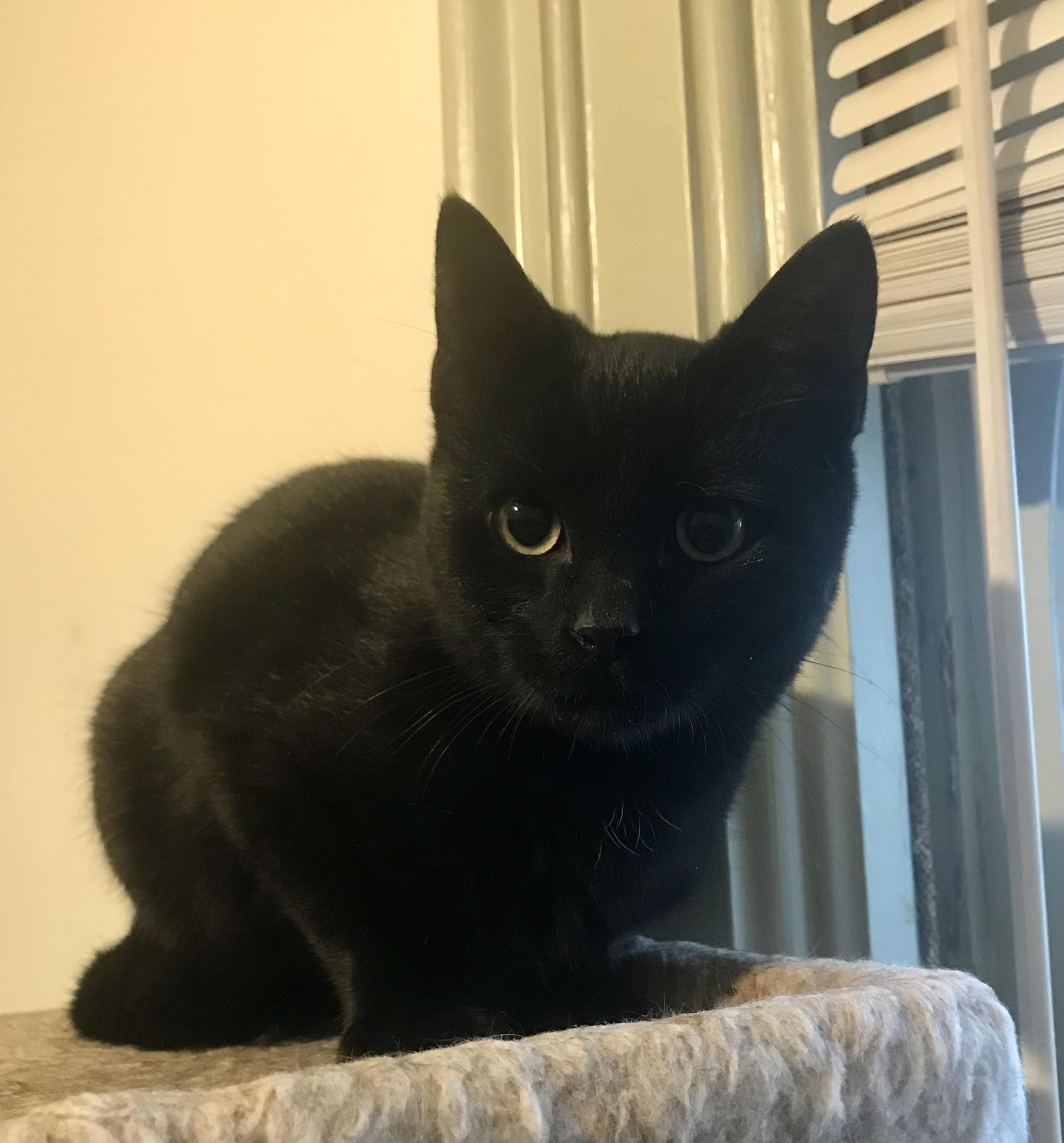 Enlarge Popcorn Kernal, a ADOPTABLE American Shorthair in Bennington, VT image 2/2