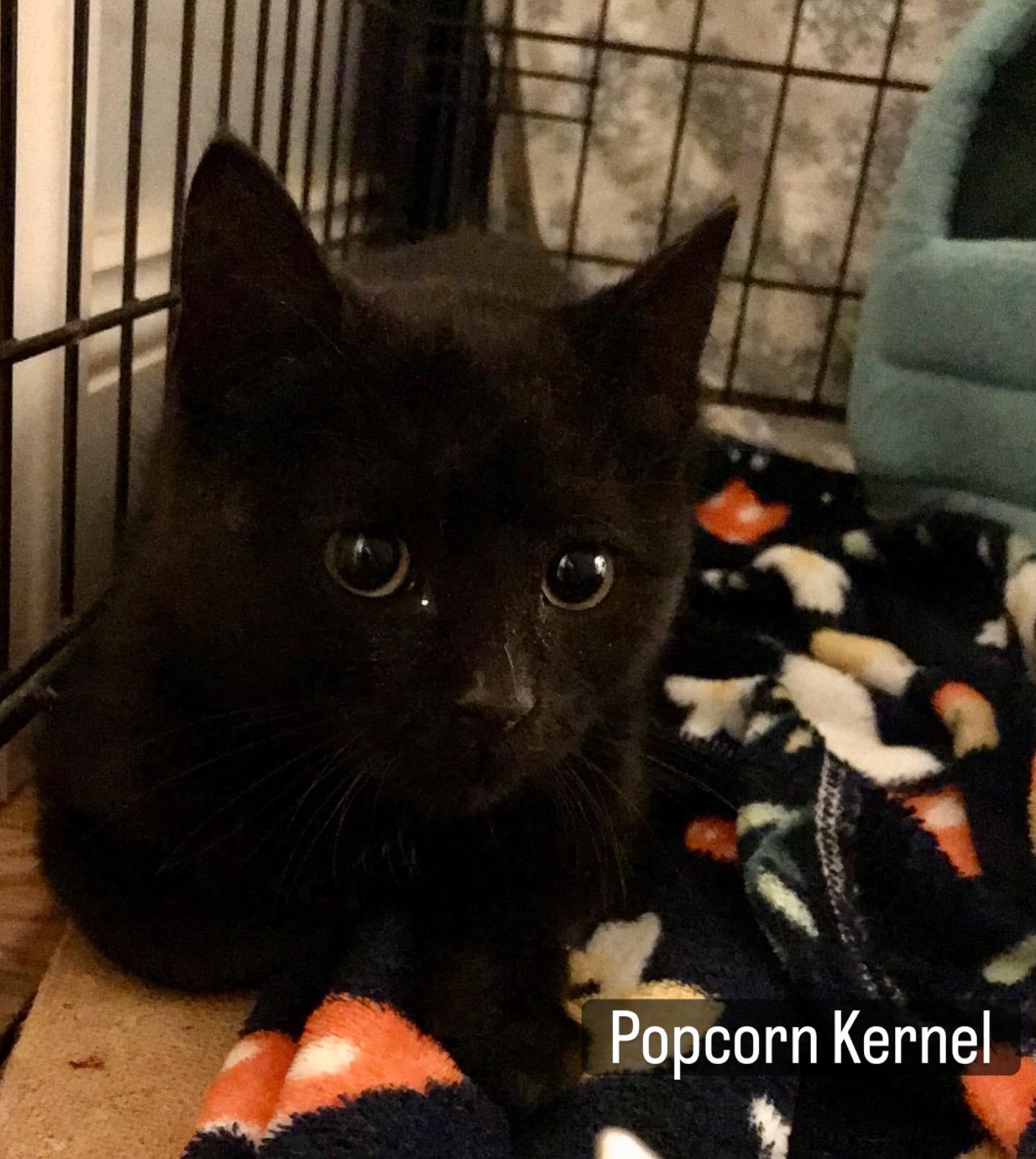 Popcorn Kernal, ADOPTABLE, Kitten Male American Shorthair.