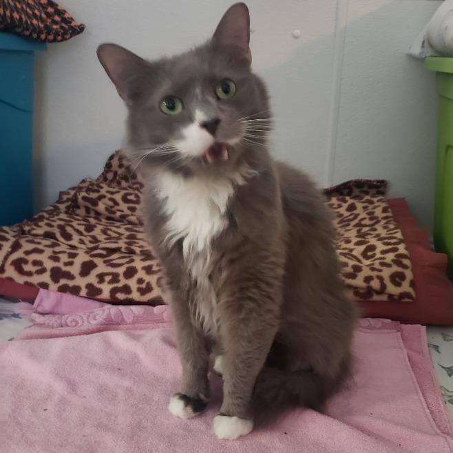 Milo, ADOPTABLE, Adult Male Domestic Medium Hair.