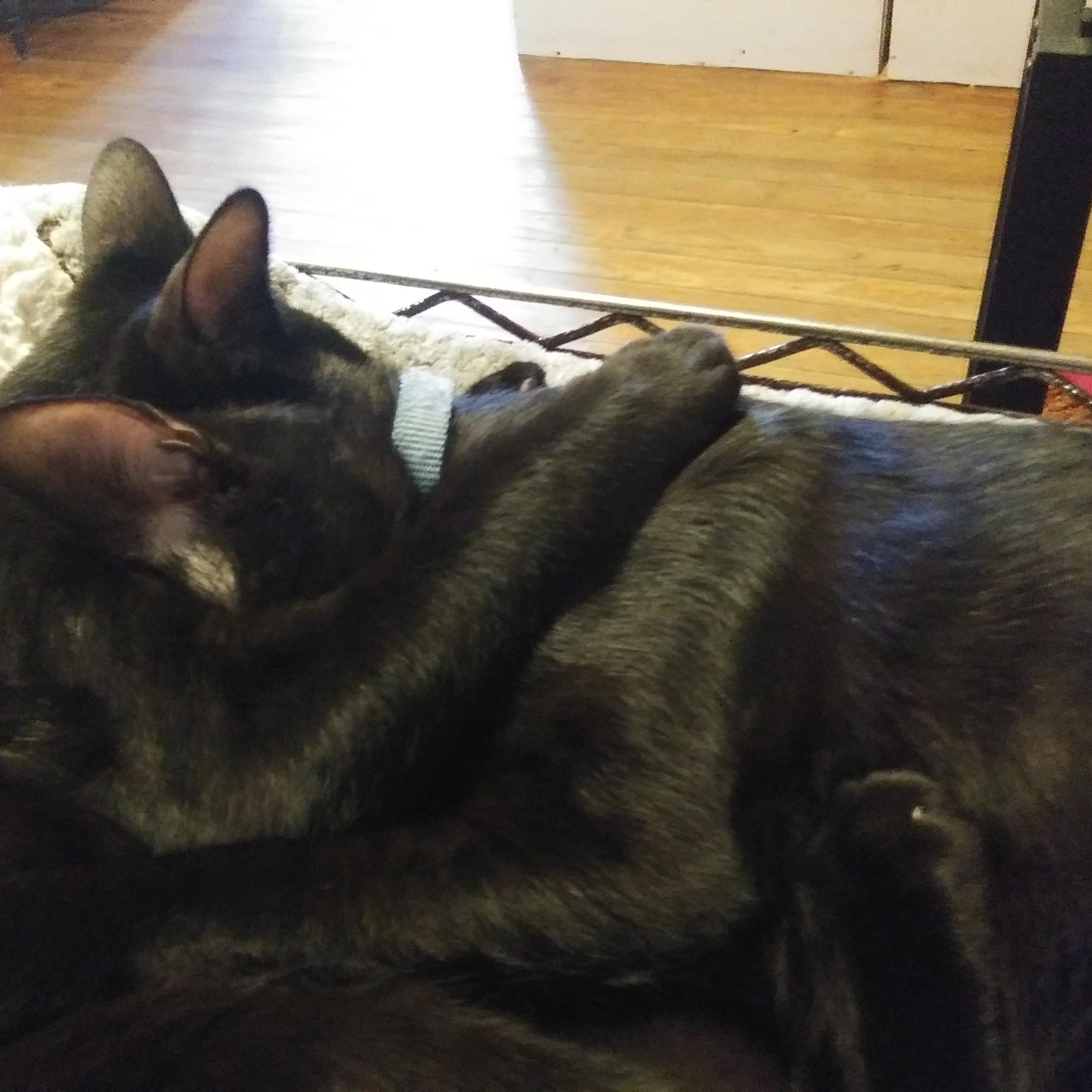Ozzy & Orion, a Adoptable Domestic Short Hair in Port Wentworth, GA image 1/3