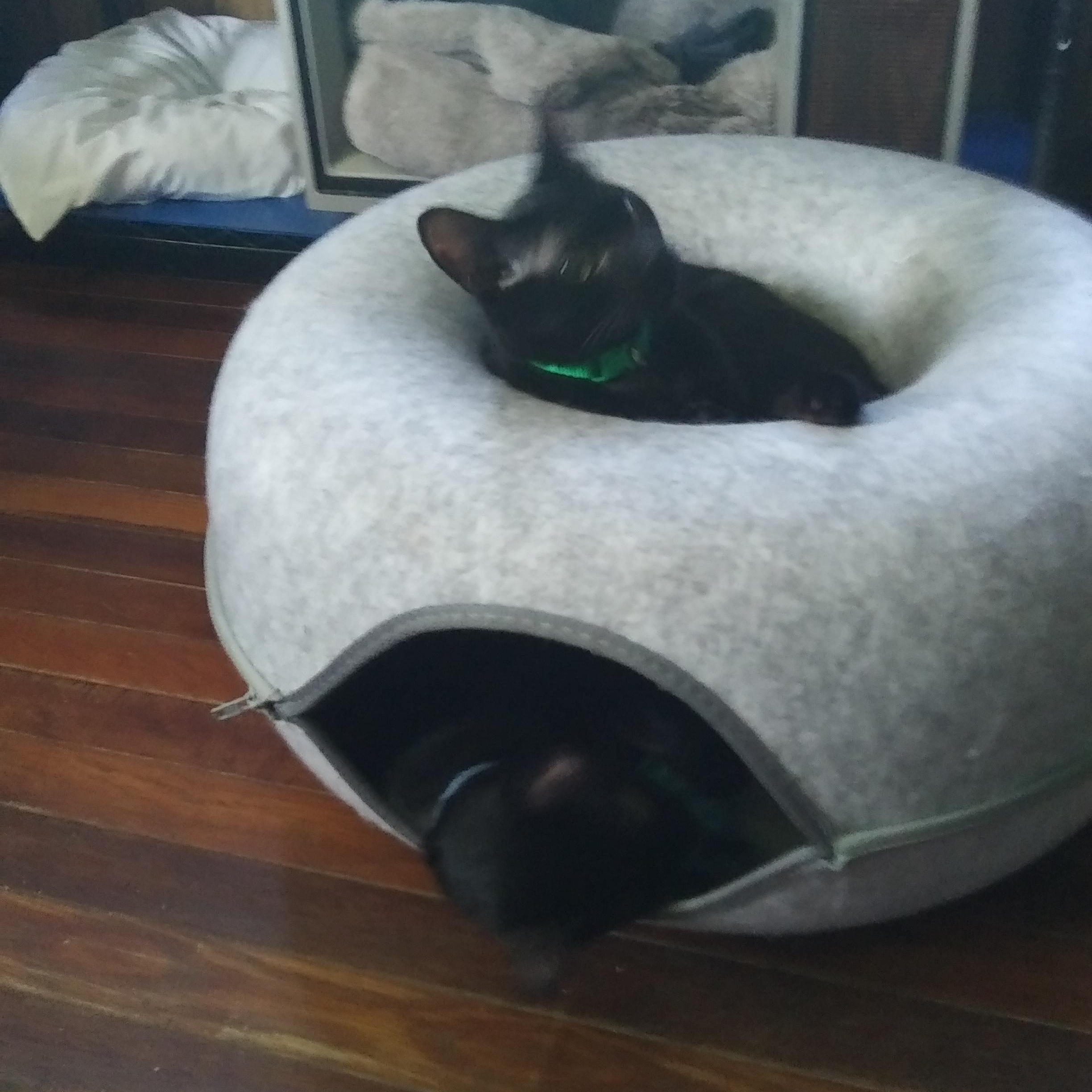 Ozzie bonded with Orion, a Adoptable Domestic Short Hair in Port Wentworth, GA image 2/6