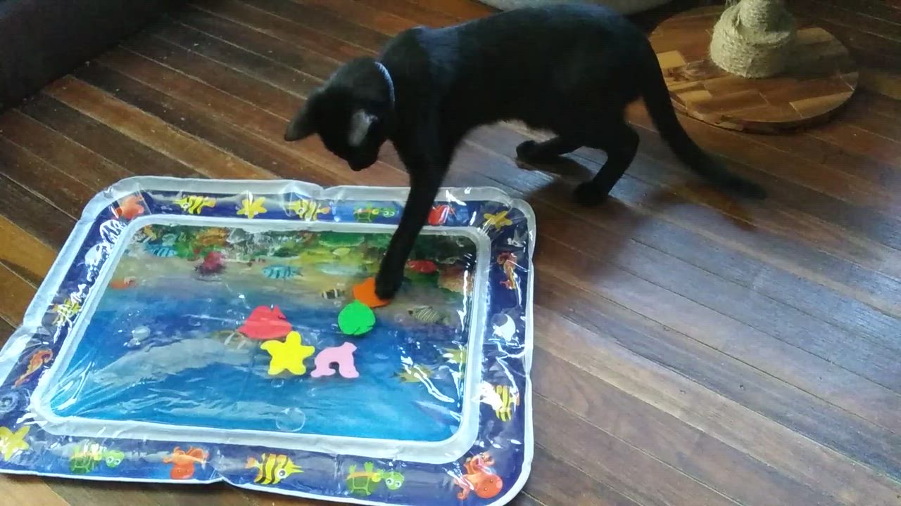 Enlarge Ozzie bonded with Orion, a Adoptable Domestic Short Hair in Port Wentworth, GA video 6/6