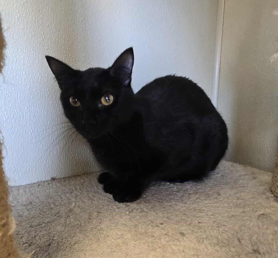 Candace, an adoptable Domestic Short Hair in Larned, KS, 67550 | Photo Image 2