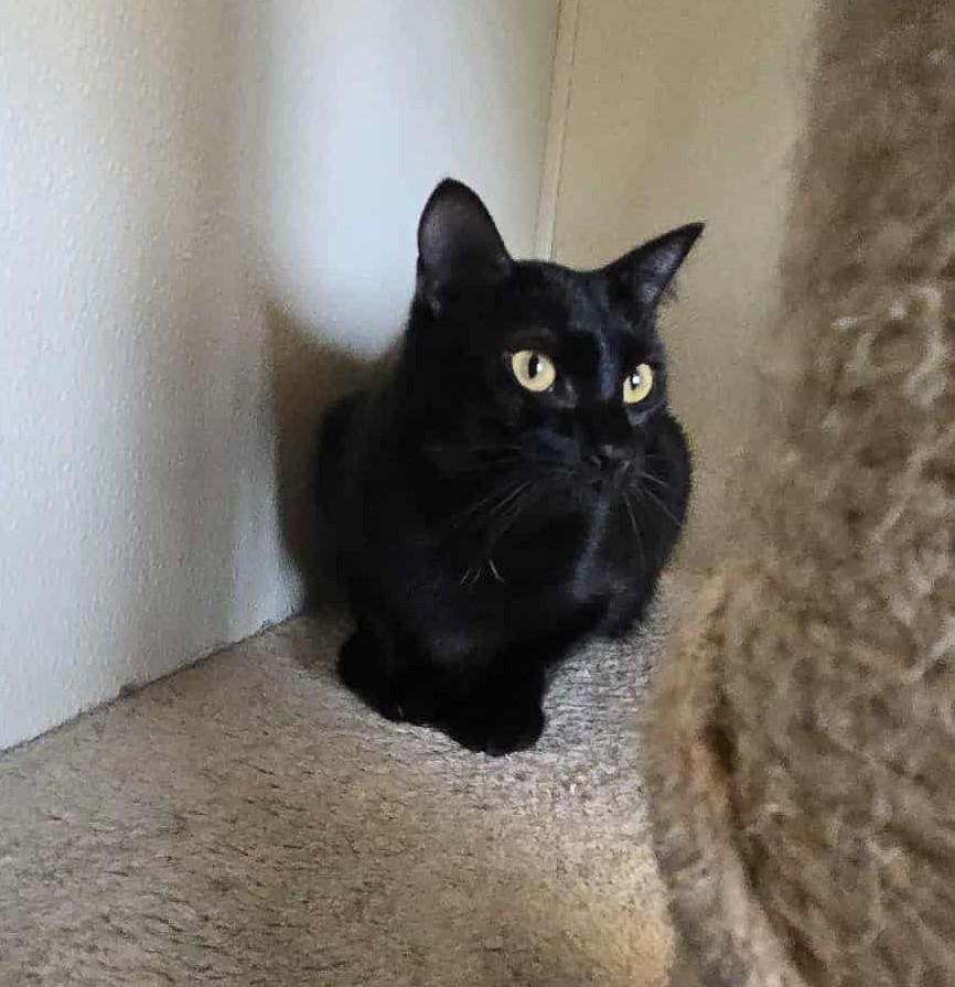 Candace, an adoptable Domestic Short Hair in Larned, KS, 67550 | Photo Image 3
