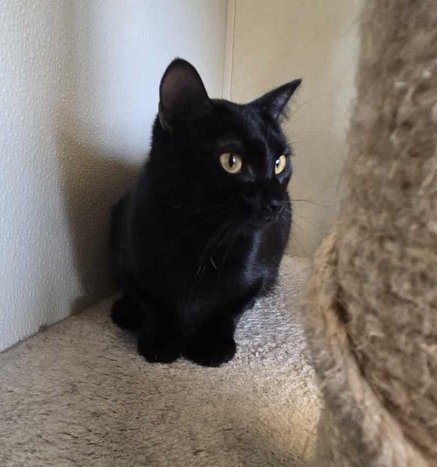 Candace, an adoptable Domestic Short Hair in Larned, KS, 67550 | Photo Image 1