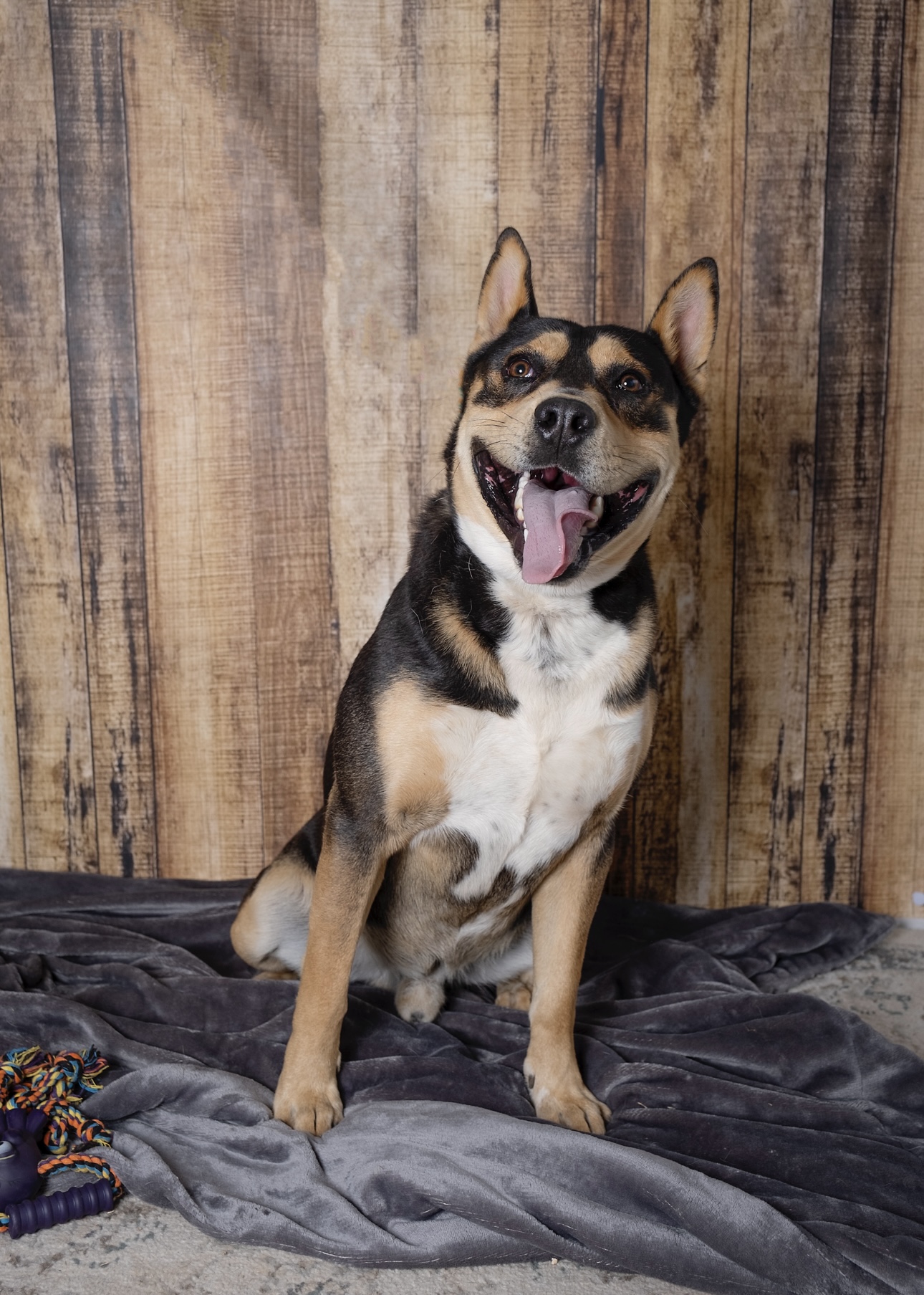 Chestnut, Adoptable, Adult Male Mixed Breed.