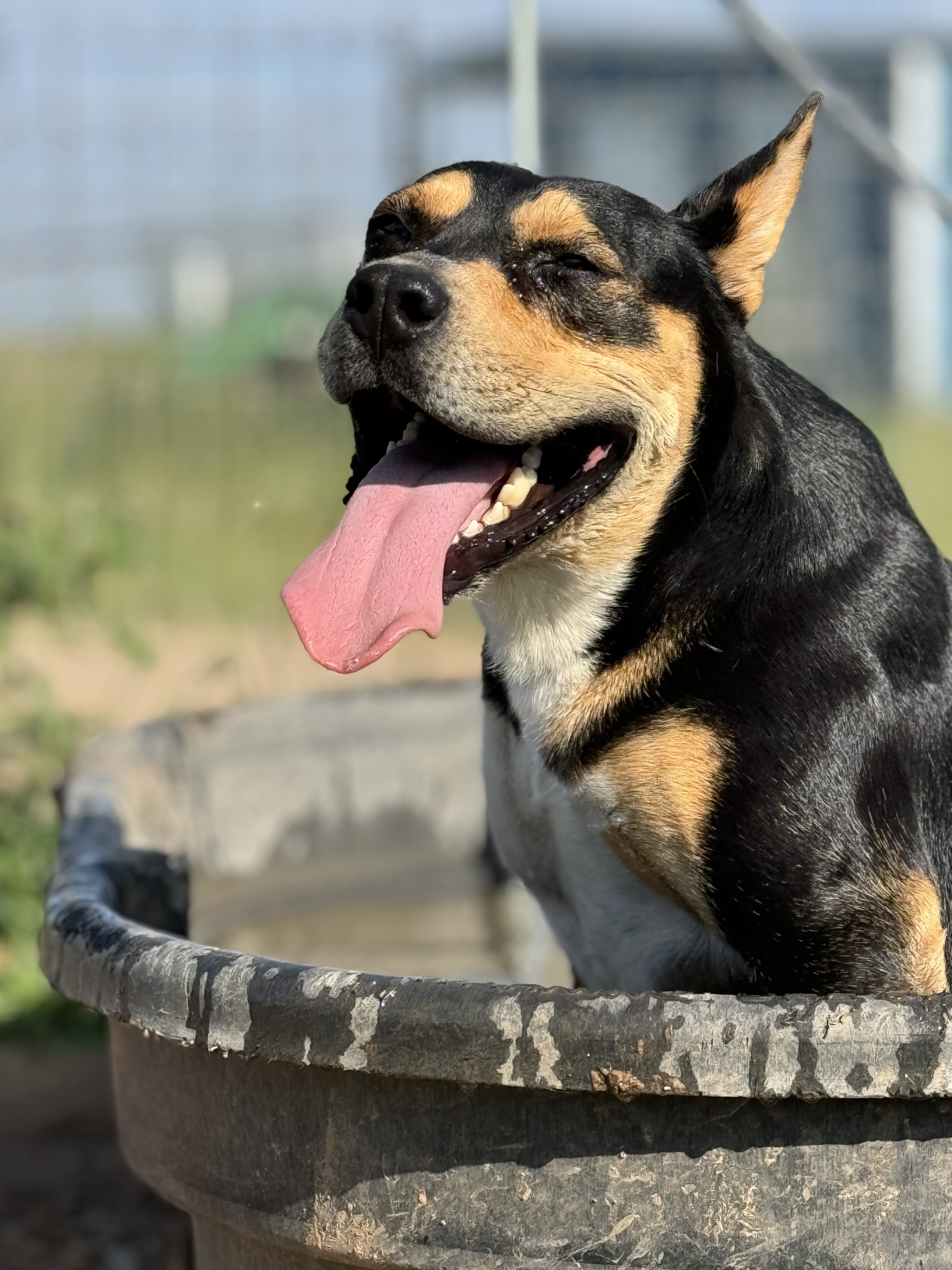 Chestnut, a Adoptable Mixed Breed in Lubbock, TX image 2/3