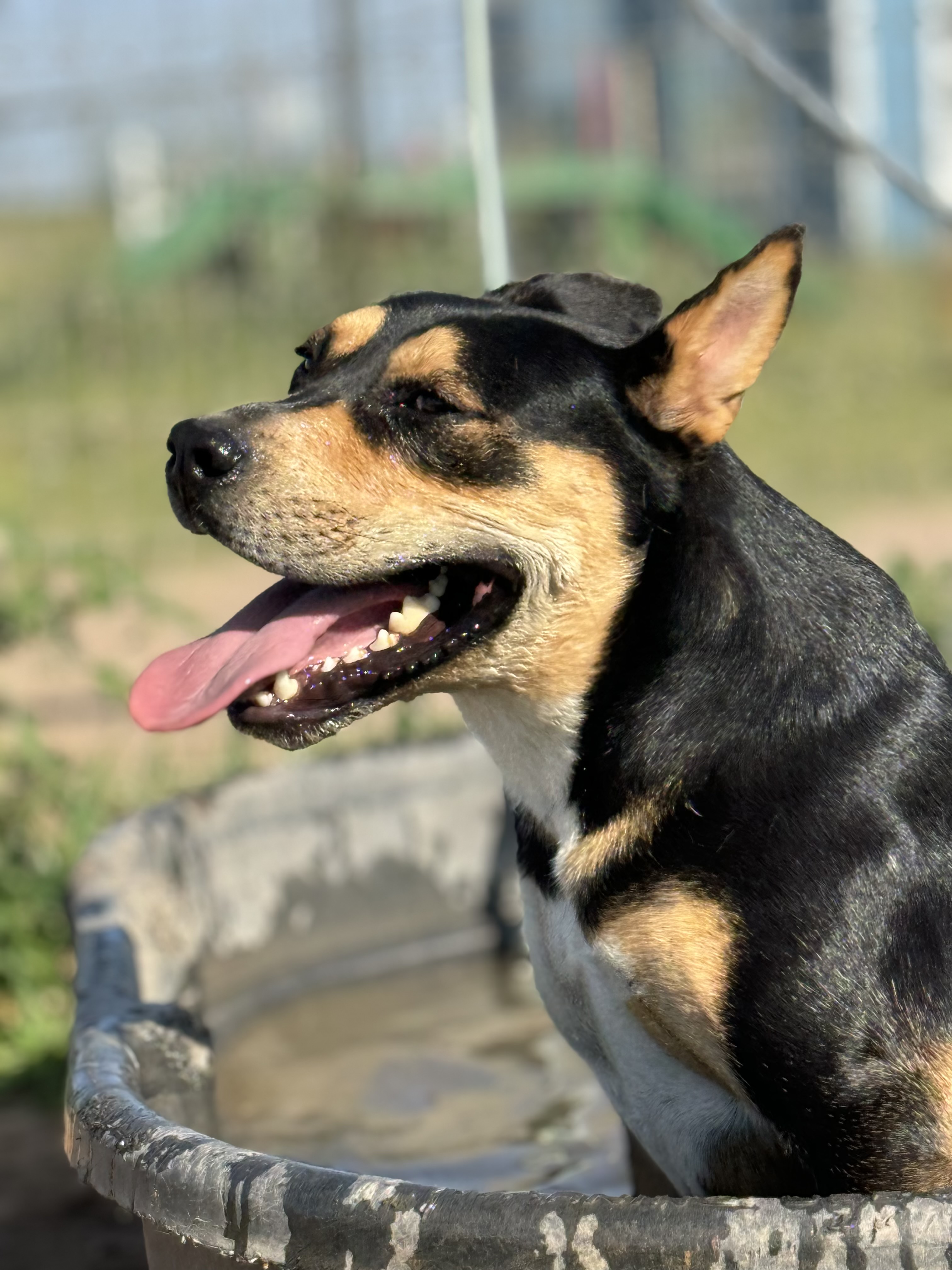 Chestnut, a Adoptable Mixed Breed in Lubbock, TX image 3/3