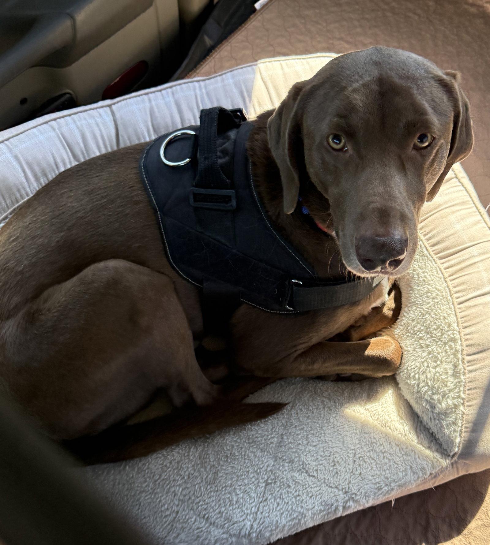 Enlarge Codi, a Adoptable mixed breed in Denton, TX image 2/2