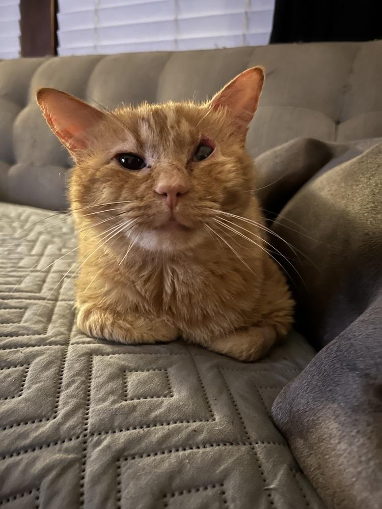 JJ, Adoptable, Adult Male Domestic Short Hair.