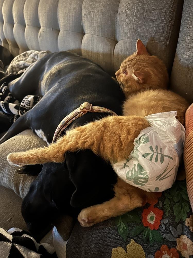 Enlarge JJ, a Adoptable Domestic Short Hair in Emporia, KS image 2/6