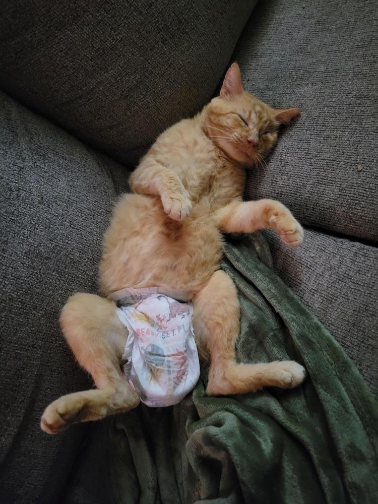 Enlarge JJ, a Adoptable Domestic Short Hair in Emporia, KS image 3/6