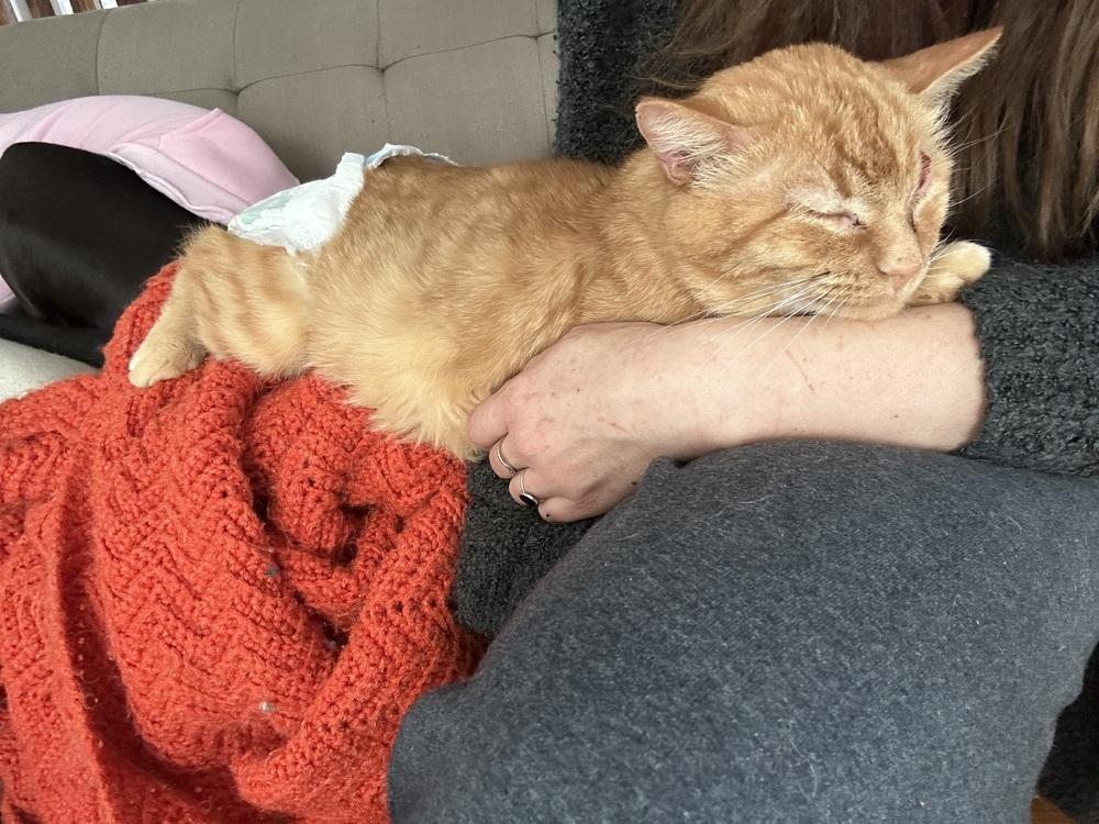 Enlarge JJ, a Adoptable Domestic Short Hair in Emporia, KS image 4/6