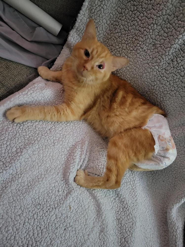 Enlarge JJ, a Adoptable Domestic Short Hair in Emporia, KS image 5/6