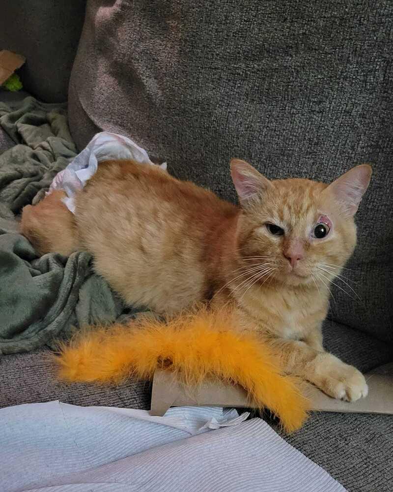 Enlarge JJ, a Adoptable Domestic Short Hair in Emporia, KS image 6/6