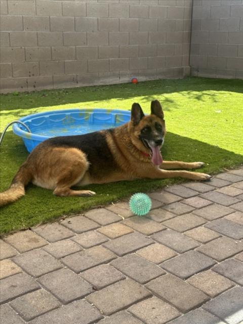 CHIEF, Adoptable, Adult Male German Shepherd Dog.