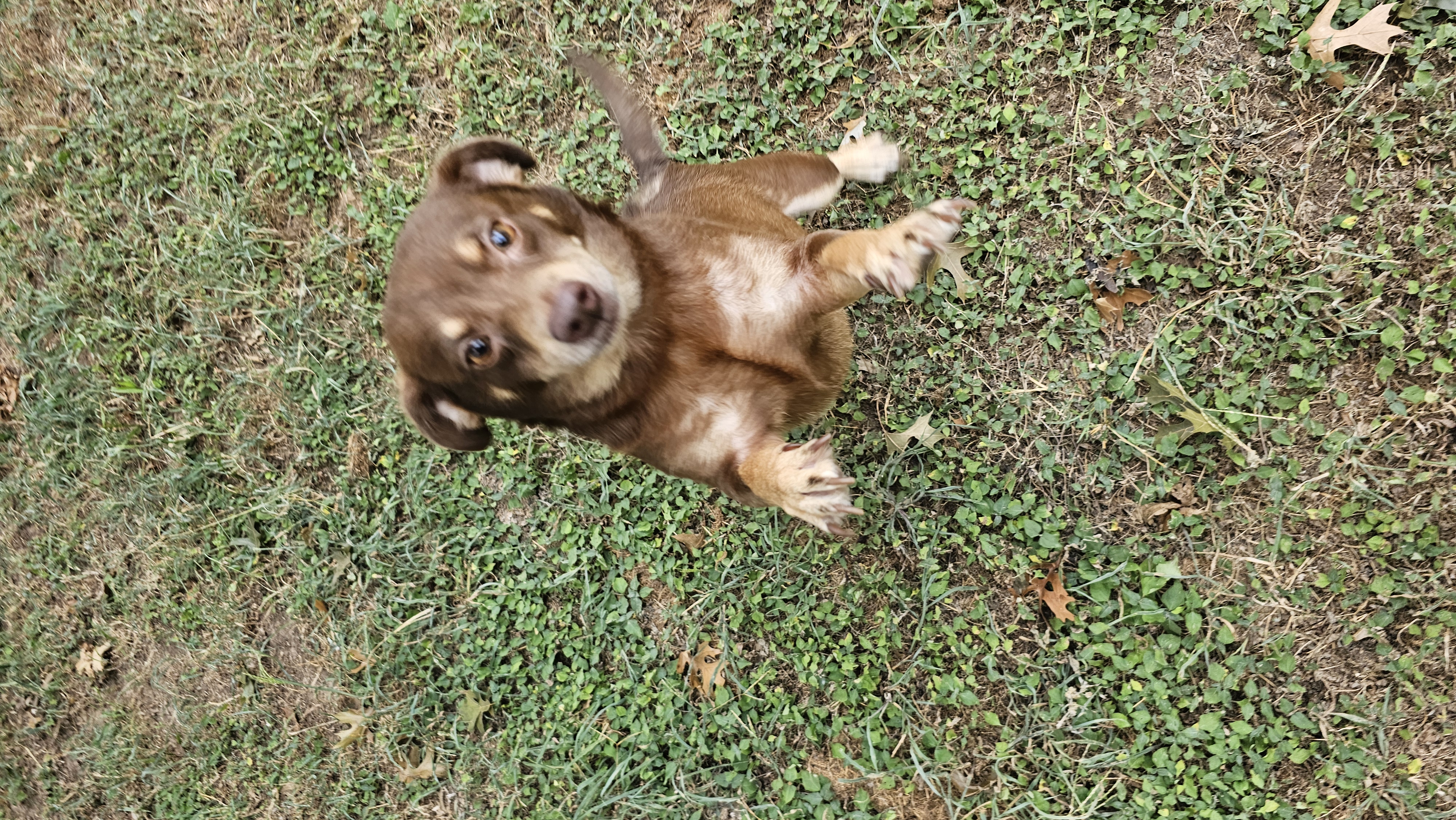 Brownie, a Adoptable Chihuahua in Dallas, TX image 2/4
