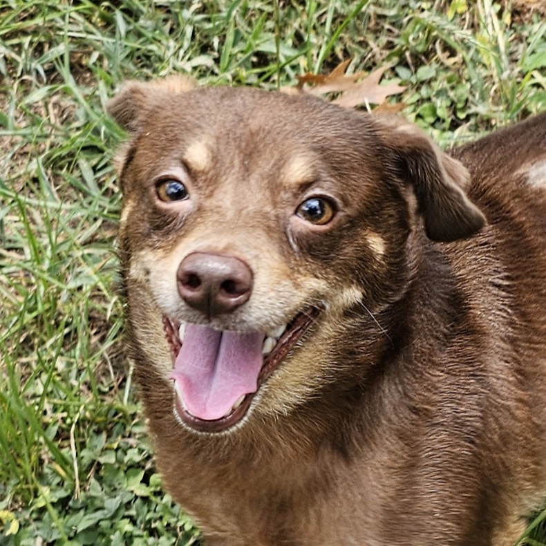 Brownie, Adoptable, Adult Male Chihuahua.