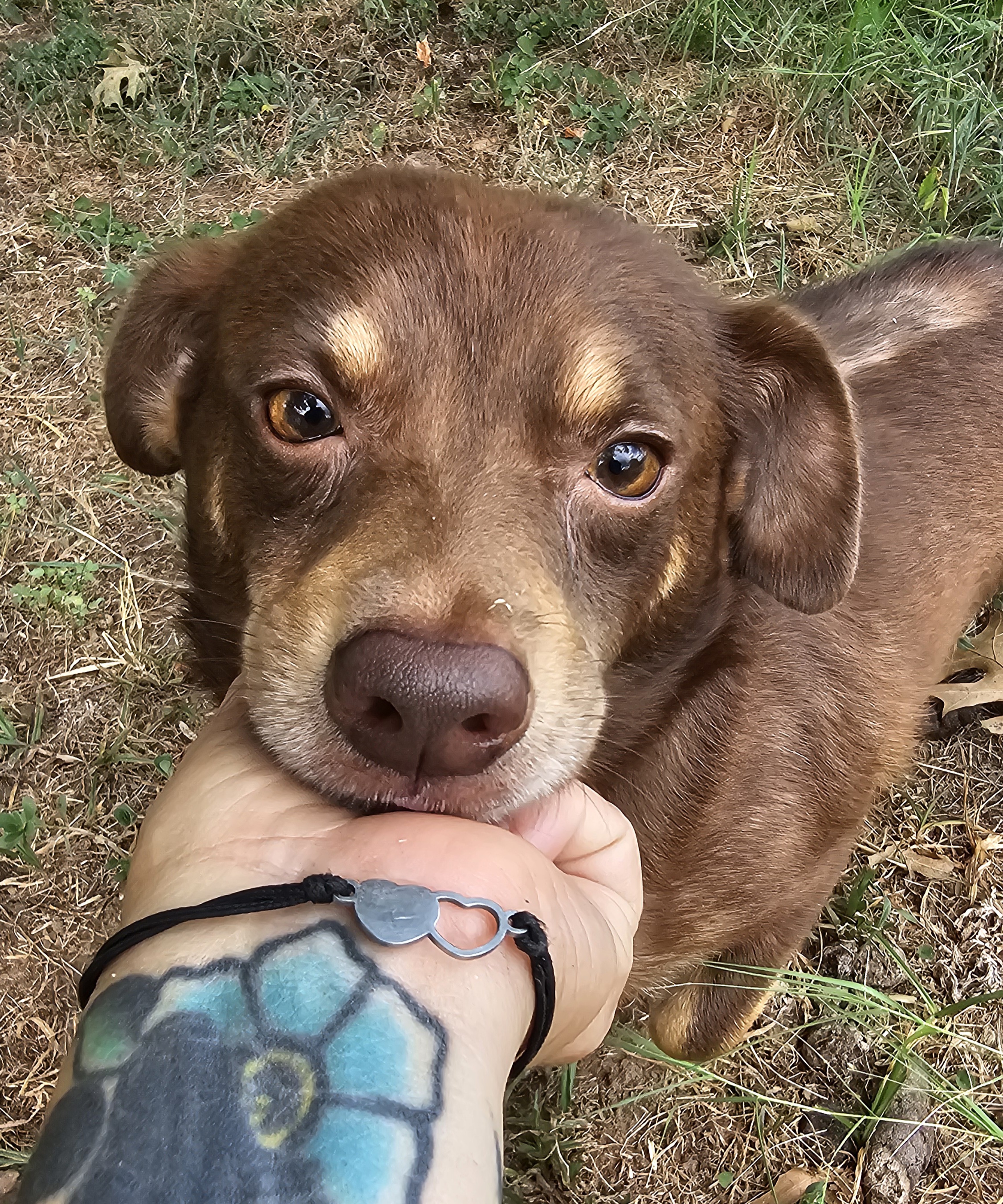 Brownie, a Adoptable Chihuahua in Dallas, TX image 3/4