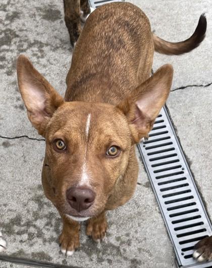 Ray, a Adoptable Border Collie in Stanwood, WA image 2/4