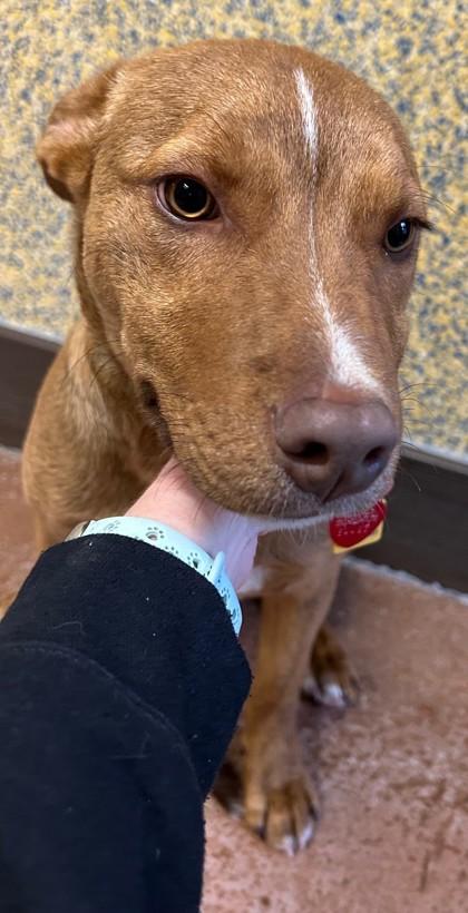 Ray, a Adoptable Border Collie in Stanwood, WA image 4/4