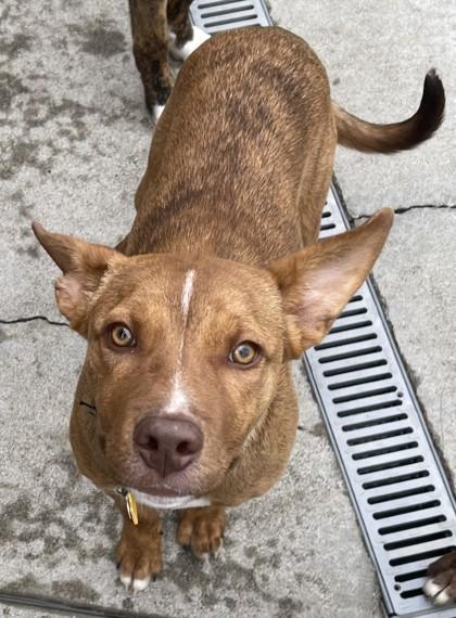 Ray, a Adoptable Border Collie in Stanwood, WA image 3/4