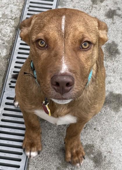 Ray, Adoptable, Puppy Male Border Collie.