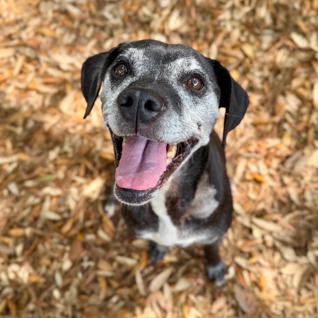 Enlarge Serendipity, a Adoptable Mixed Breed in Milton, FL image 1/2