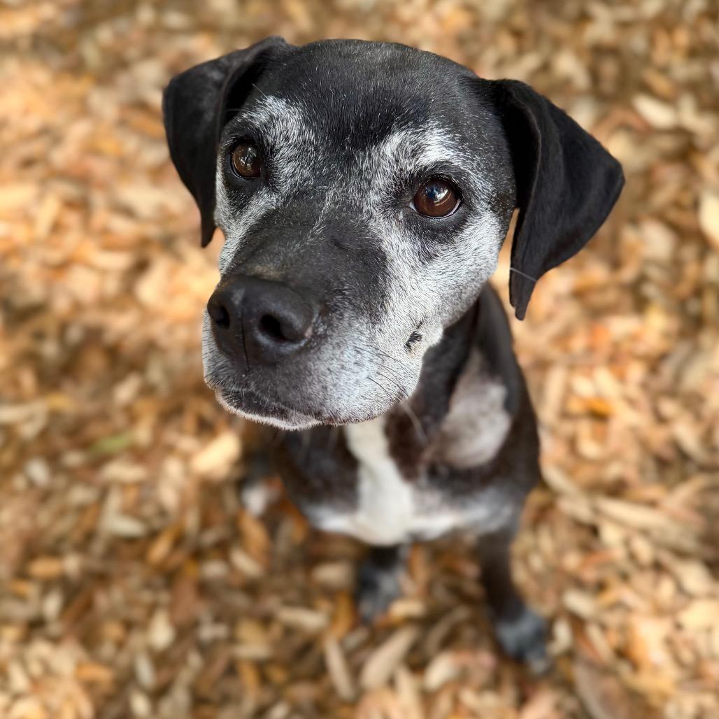 Enlarge Serendipity, a Adoptable Mixed Breed in Milton, FL image 2/2