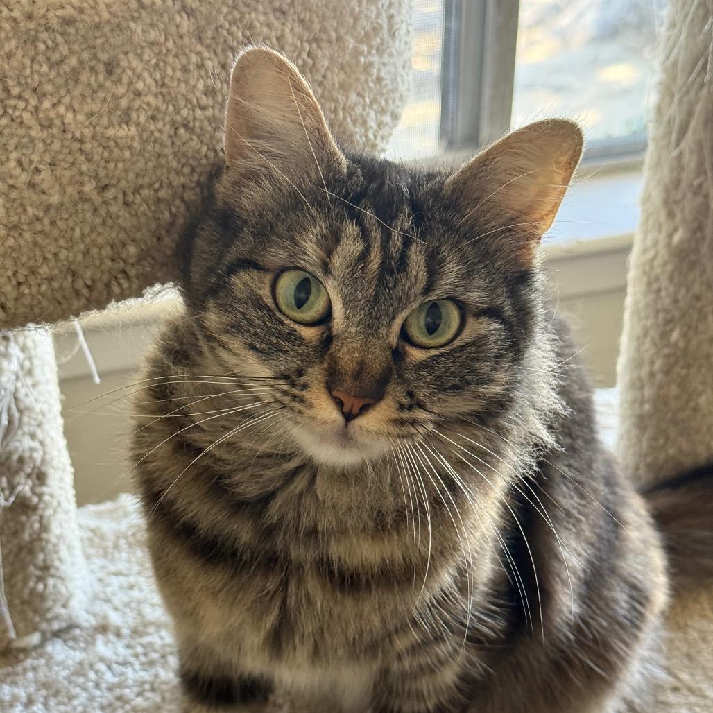 Nimbus, Adoptable, Young Female Domestic Medium Hair.