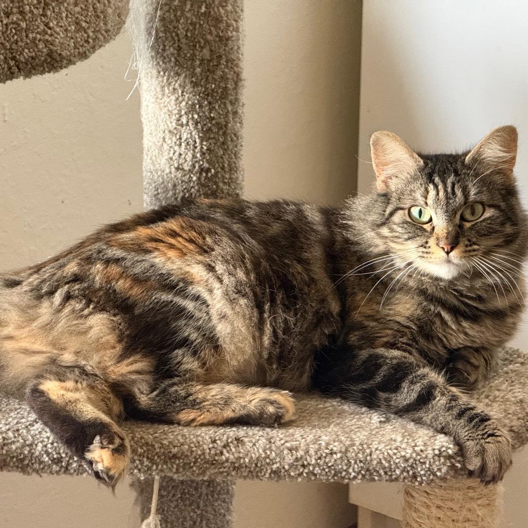 Nimbus, a Adoptable Domestic Medium Hair in Pleasanton, CA image 2/2