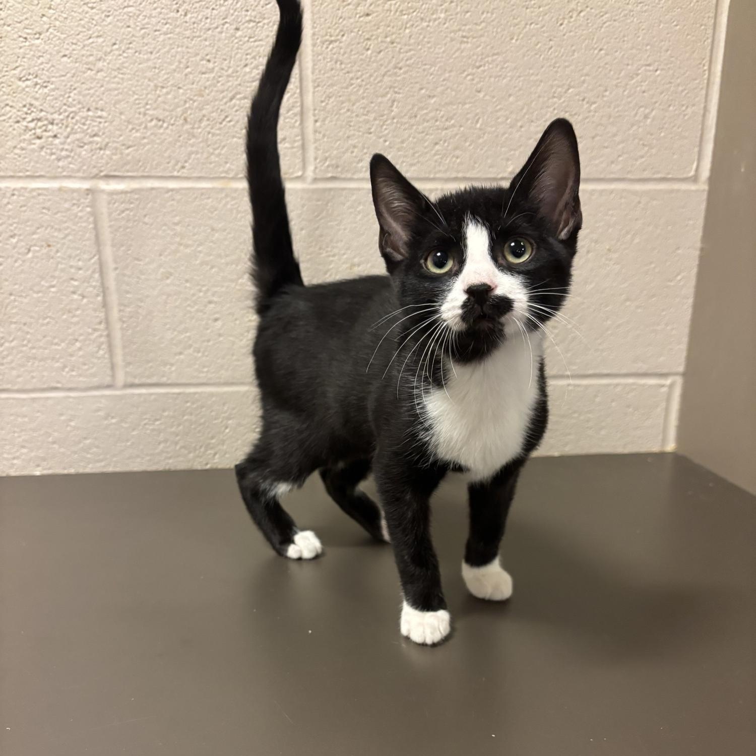 Enlarge Yoshi CS-296/26, a Adoptable Domestic Short Hair in Burlington, ON image 2/2