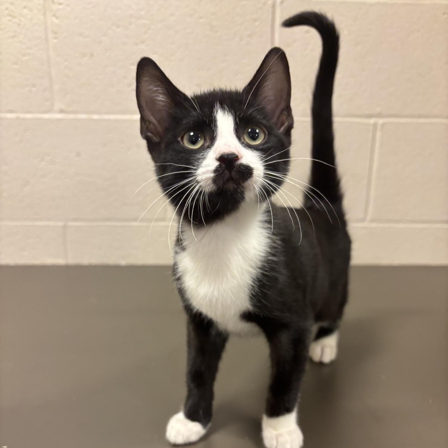 Yoshi CS-296/26, Adoptable, Kitten Male Domestic Short Hair.