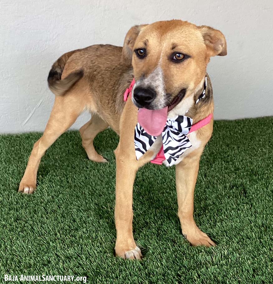 Chloe, a Adoptable Australian Cattle Dog / Blue Heeler in San Diego, CA image 2/3