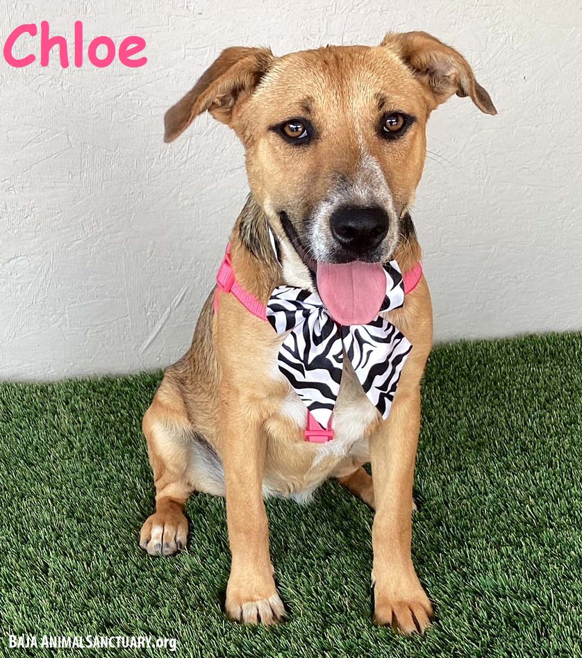 Chloe, a Adoptable Australian Cattle Dog / Blue Heeler in San Diego, CA image 1/3