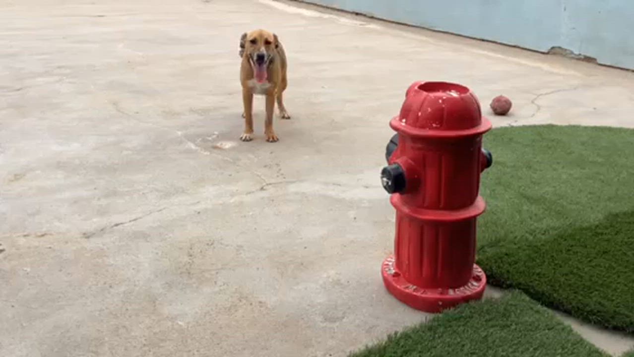 Enlarge Chloe, a Adoptable Australian Cattle Dog / Blue Heeler in San Diego, CA video 3/3