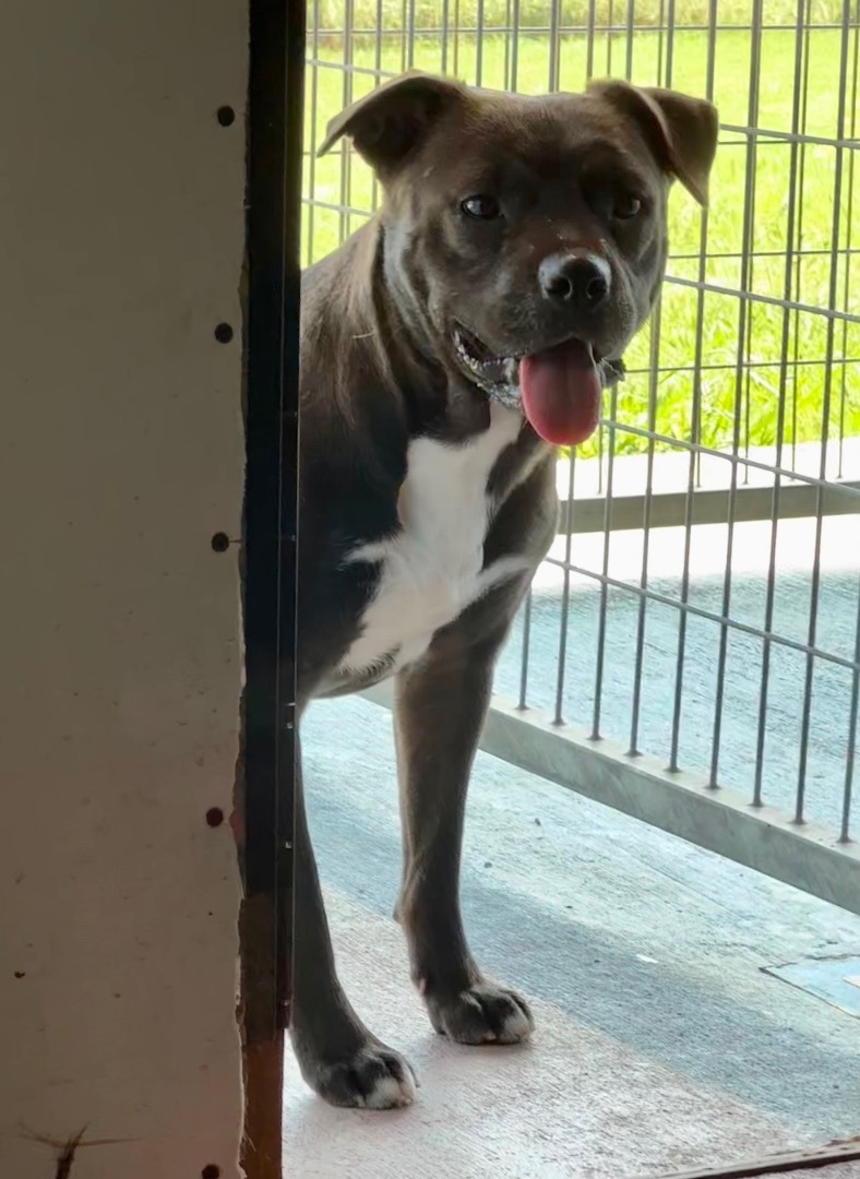 Enlarge Bailey, a Adoptable mixed breed in Jefferson, TX image 3/6