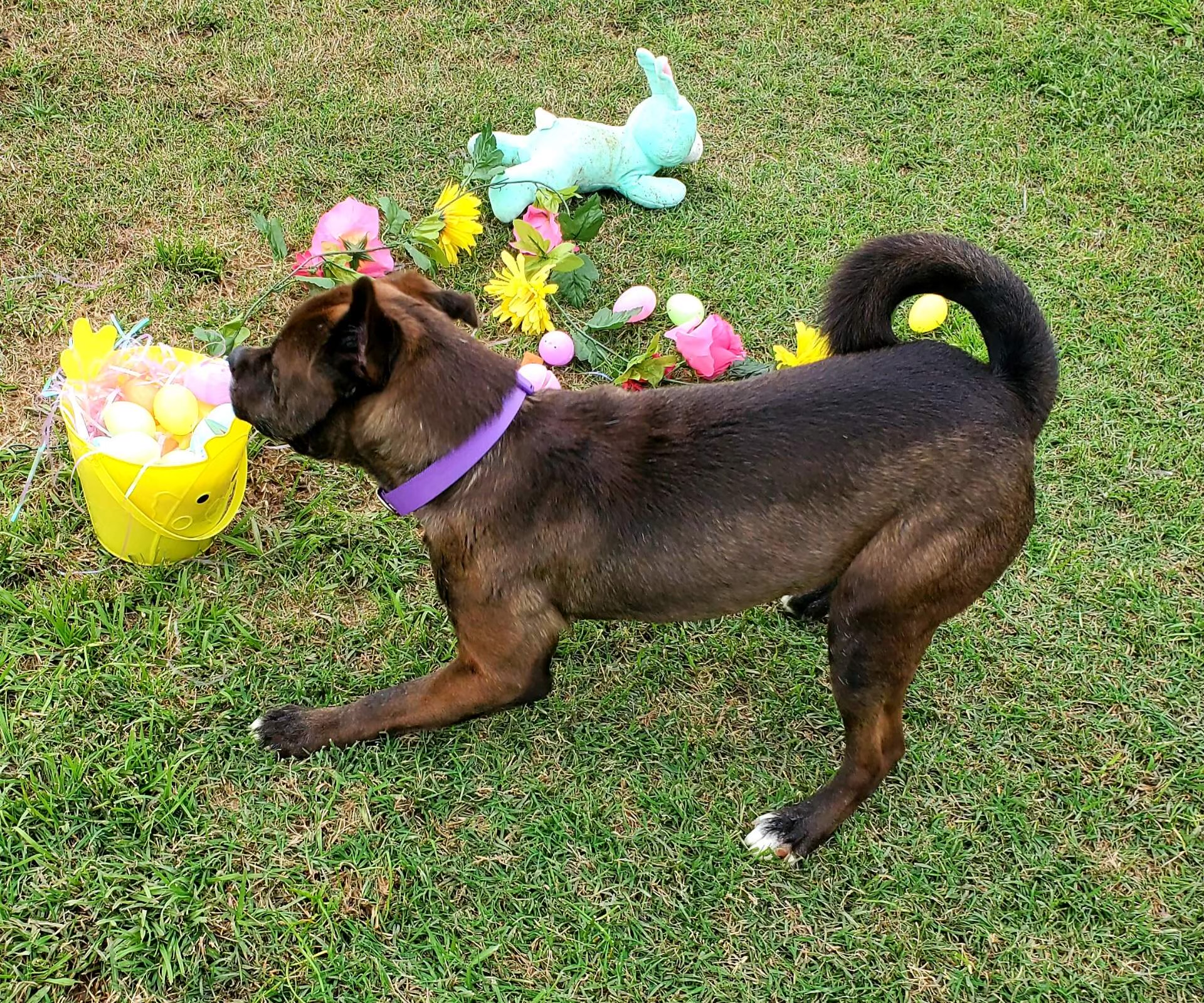 Enlarge Bailey, a Adoptable mixed breed in Jefferson, TX image 6/6