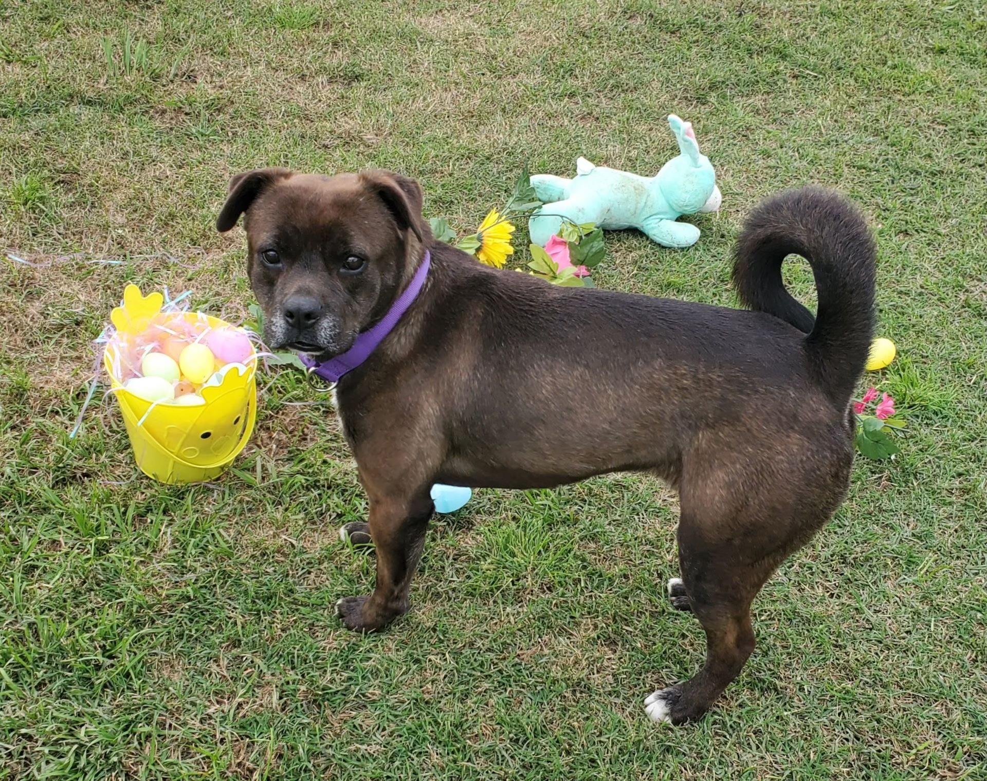 Enlarge Bailey, a Adoptable mixed breed in Jefferson, TX image 2/6